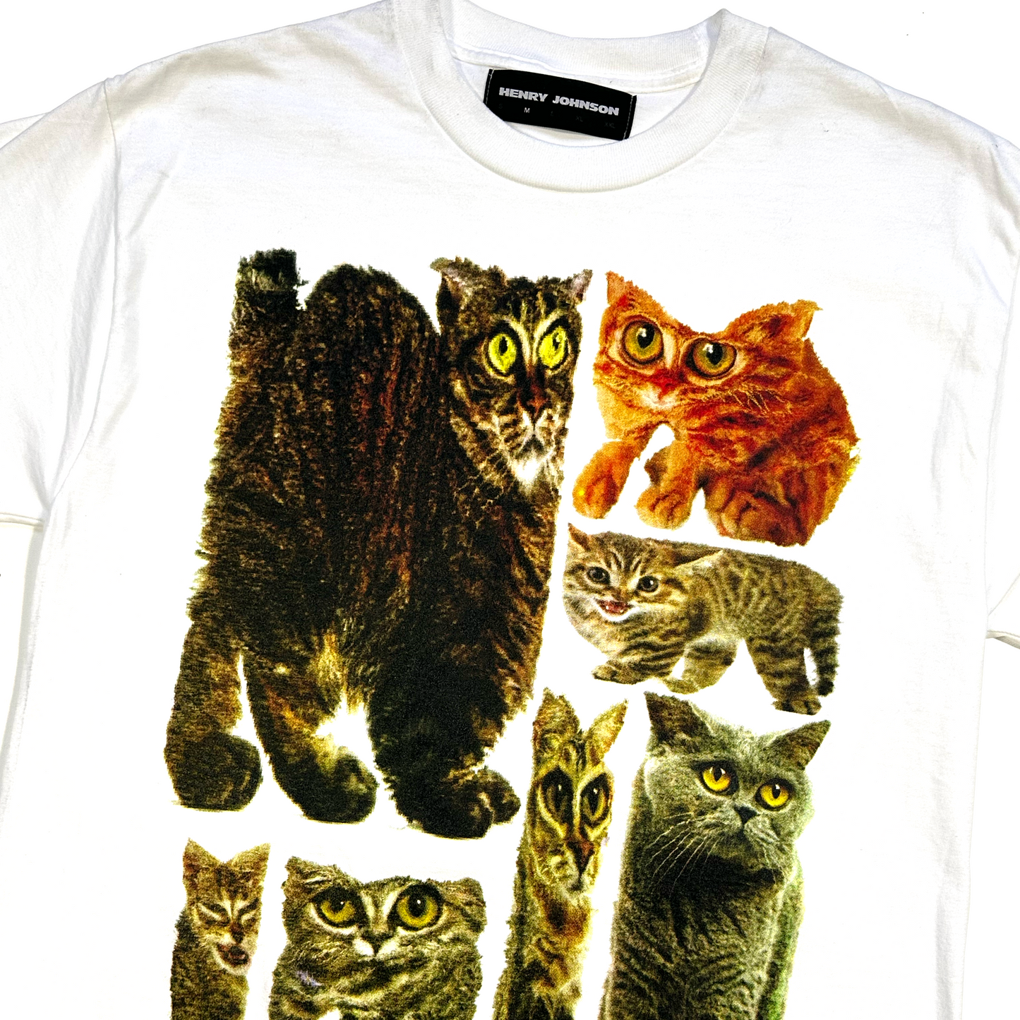 Squished Cats